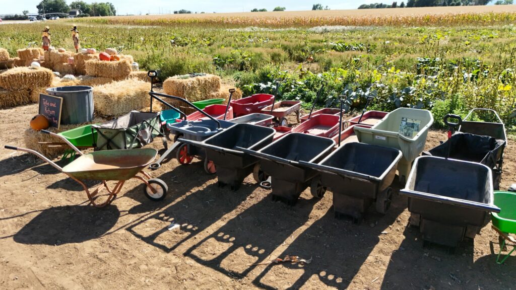 Wagons and wheelbarrows ready for pumpkin picking