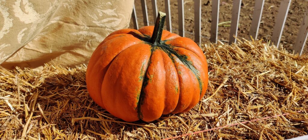 A freshly picked pumpkin resting on straw