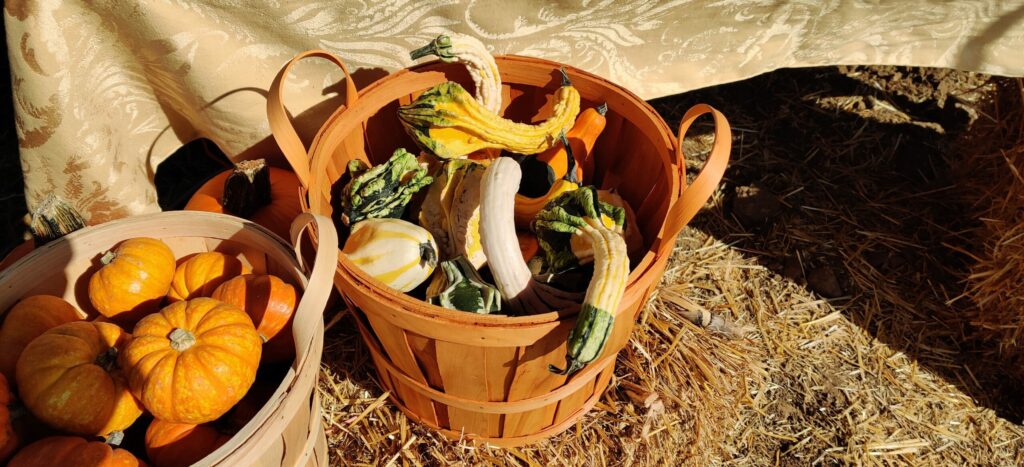 Baskets of small pumpkins and colorful gourds