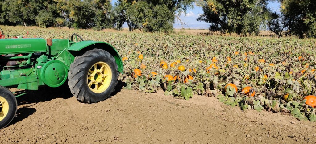 A vintage green tractor beside pumpkins growing in the field