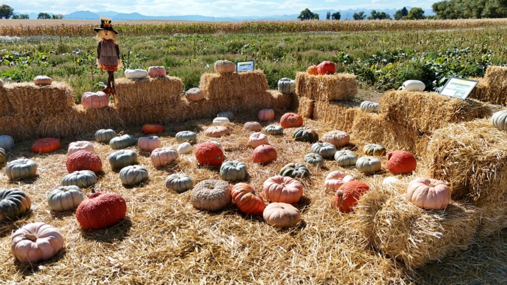 Specialty pumpkins arranged among straw bales at the farm