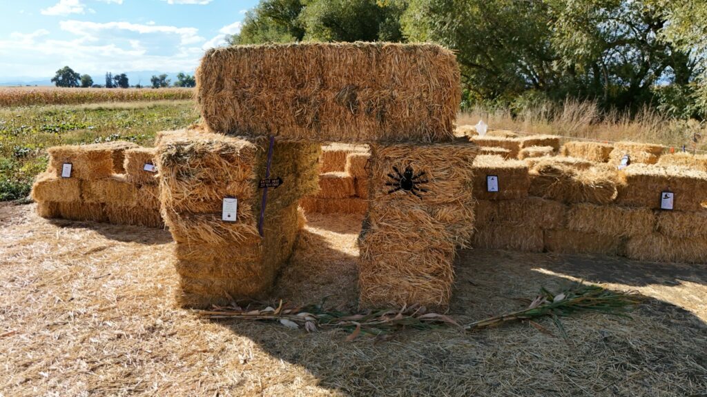 Paths through the straw-bale maze at the pumpkin patch